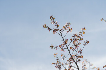 Early sakura flowers over sky with warm light - 778174190