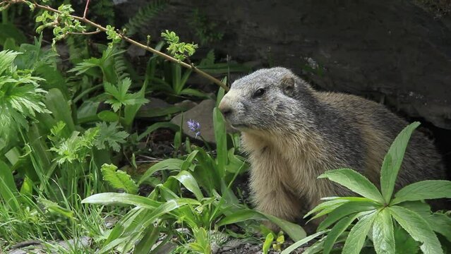 Marmot next to their burrow in spring. Artiga de Lin, in the Aran Valley, located in the Catalan Pyrenees in Spain.