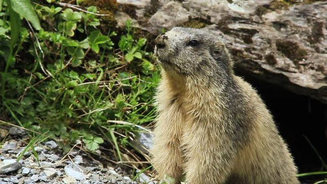 Marmots next to their burrow in spring. Artiga de Lin, in the Aran Valley, located in the Catalan Pyrenees in Spain.