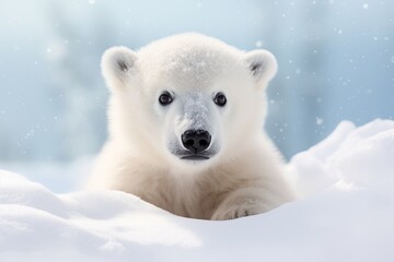Polar bear cub (Ursus maritimus) on snow. - obrazy, fototapety, plakaty