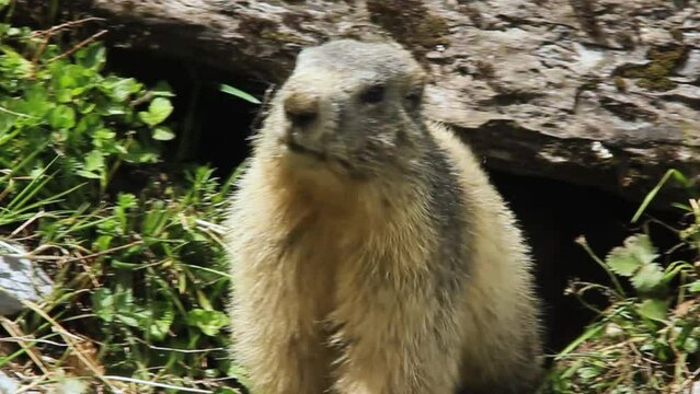 Marmots next to their burrow in spring. Artiga de Lin, in the Aran Valley, located in the Catalan Pyrenees in Spain.