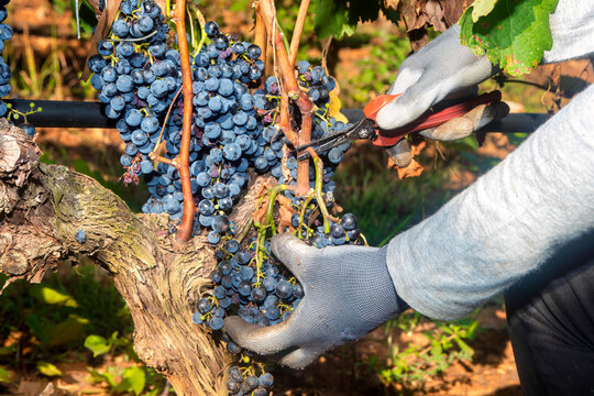 Close up of worker's hands cutting red grapes from vines during wine harvest.