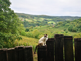 cat on wooden fence with rural landscape