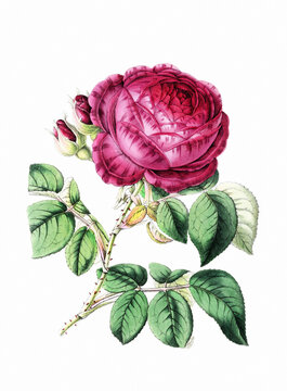 Flower illustration on a white background. HYBRID ROSE