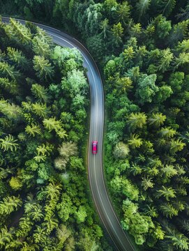 Compact hybrid car, forest road, blending with nature , photographic style