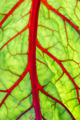 Nature's Artistry: Captivating 4K Ultra HD Picture of Close-Up Red Chard Leaf