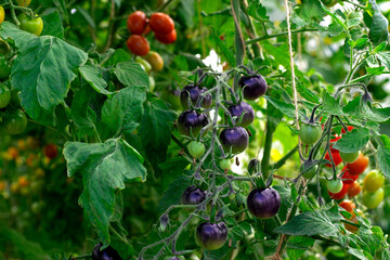 Black cherry tomato ripening in the greenhouse. Homegrown vegetable in the garden