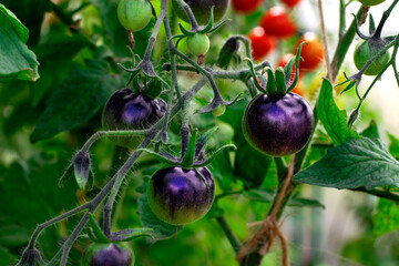 Black cherry tomato ripening in the greenhouse. Homegrown vegetable in the garden