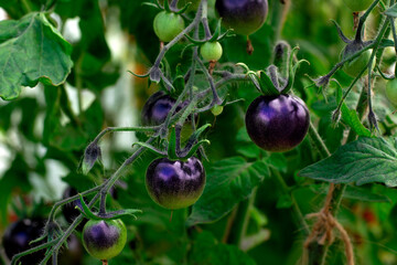 Black cherry tomato ripening in the greenhouse. Homegrown vegetable in the garden - 778180958