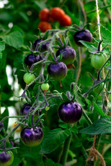Black cherry tomato ripening in the greenhouse. Homegrown vegetable in the garden - 778180961