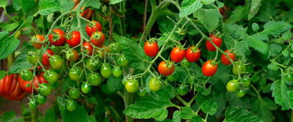 Red cherry tomatoes ripening in the greenhouse. Homegrown vegetable in the garden