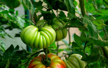 Green heirloom ridged tomato ripening in the greenhouse - 778180984