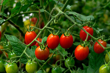 Red cherry tomatoes ripening in the greenhouse. Homegrown vegetable in the garden - 778180995