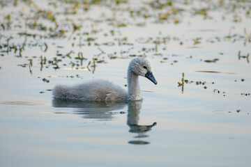 cygnet in the natural habitat, chick of a mute swan, Cygnus olor in Belarus