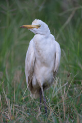 Eastern cattle egret in Sri Lanka, portrait of Bubulcus coromandus