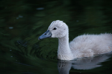 cygnet in the water, portrait of cute little swan