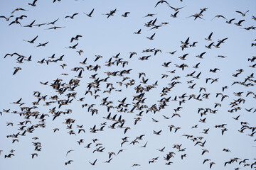 Geese in flight, big flock in the sky, bird migration in Belarus