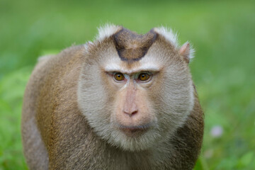 northern pig-tailed macaque, portrait of monkey, Macaca leonina