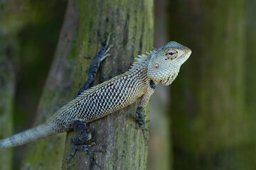 Oriental garden lizard in Sri Lanka, Calotes versicolor