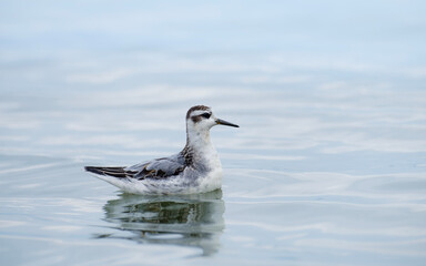 Red phalarope in the water, Phalaropus fulicarius non-breeding plumage