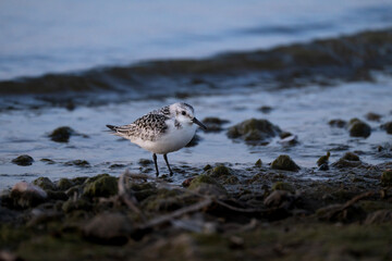 Sanderling on the shore, Calidris alba, small wading bird
