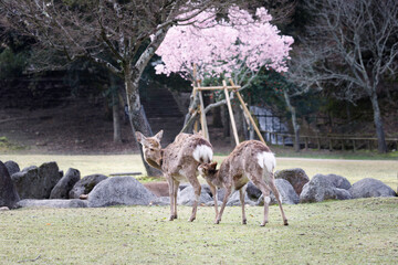 小鹿に授乳をする母鹿
