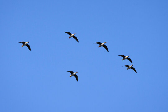 Geese in flight, Bean goose, Anser fabalis