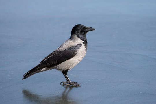 Hooded crow on the ice, Corvus cornix