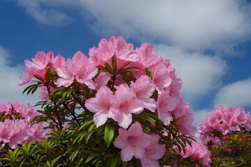 spring flower - azalea