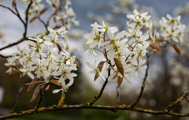 delicate flowers on a blooming plum tree branch against the sky