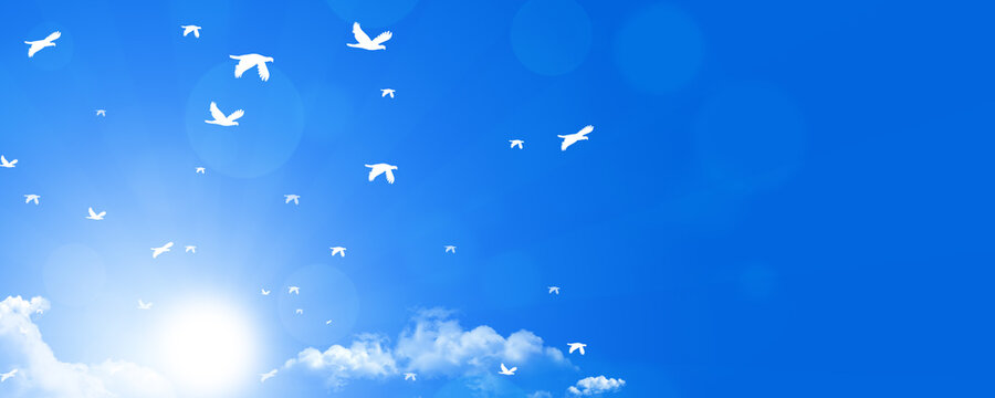 birds heavenly flying