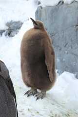baby penguin © Snow