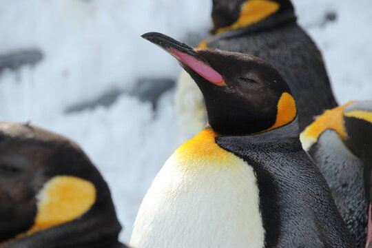 king penguin closing eyes