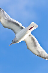 Majestic Airborne Seagull: Stunning 4K Ultra HD Picture of Seagull in Flight