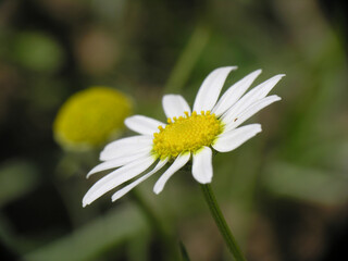 Obraz premium Margherite