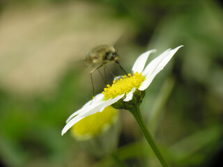 Bombylius