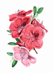 Flower illustration on a white background. MAGNET AZALEA - obrazy, fototapety, plakaty