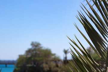 This image captures a coastal landscape. The foreground features sharp green palm leaves, their...