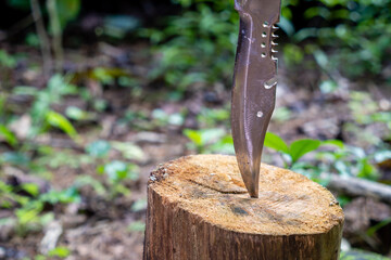 hunting knife stuck in tree in forest. Bushcraft survival knife best friend in forest. close-up of...