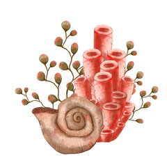 Spiral seashell with seaweed bush and sea sponge. Watercolor hand drawn illustration, isolated on white background for icon or logo. Print for cards or textile design. Coral reef and underwater life