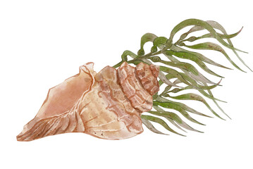 Aquarium composition with spiral seashell and seaweed bush. Watercolor hand drawn illustration, isolated on white background. Print for cards or textile design. Coral reef and underwater life