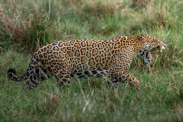 Jaguar yawning and walking