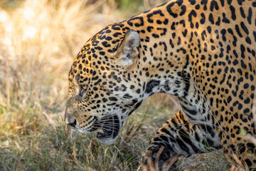 close up of jaguar