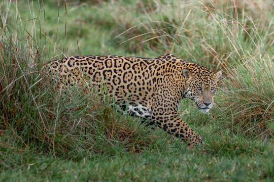 Jaguar in the grass