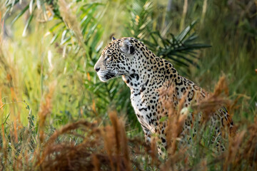 Contemplative jaguar