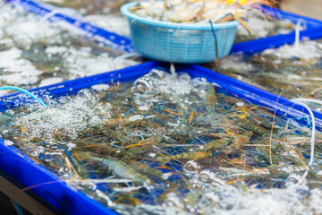 Fresh shrimps in the seafood market, Fresh raw prawns in a local market