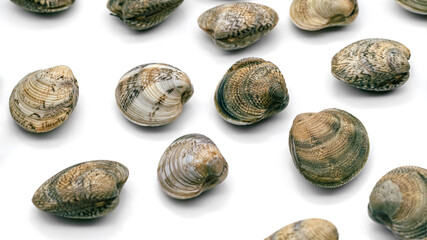 Chamelea gallina,small saltwater clam in the family Veneridae,fished in Italy in the Adriatic...