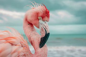 Foto op Canvas close up of flamingo © Syukra