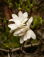 white magnolia blooming flowers in the garden in spring 