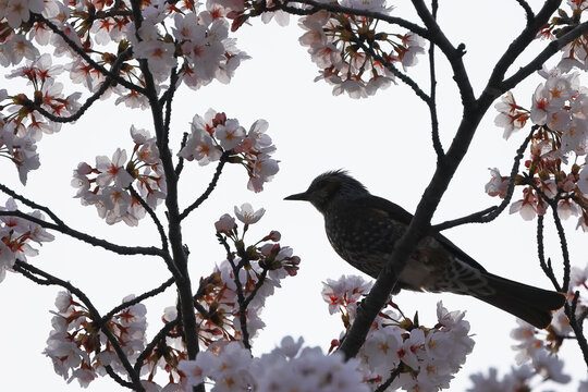 silhouette of a bird on a branch, Cherry Blossoms with Brown-eared Bulbul